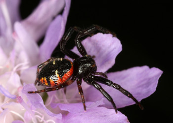 Blüten-Krabbenspinne (Synema globosum) - © Christian Komposch